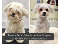 trendy-pets-frizerie-canina-otopeni-small-0