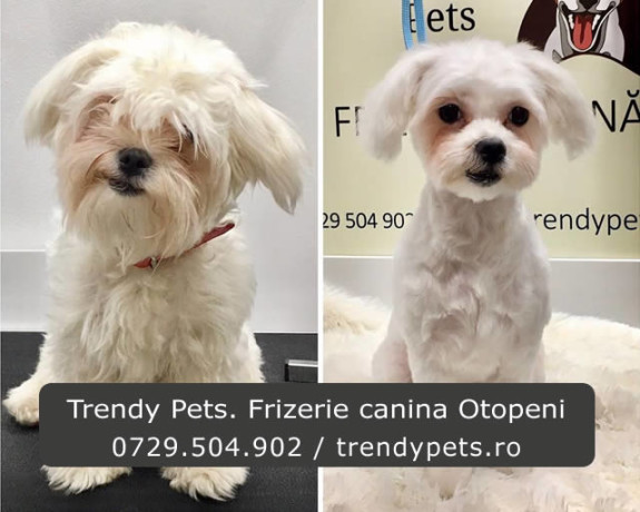trendy-pets-frizerie-canina-otopeni-big-0