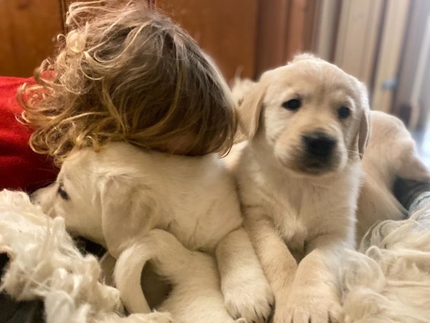catei-golden-retriever-big-0