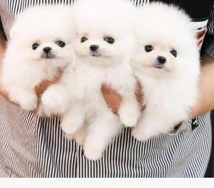 pui-de-rasa-pomeranian-big-0