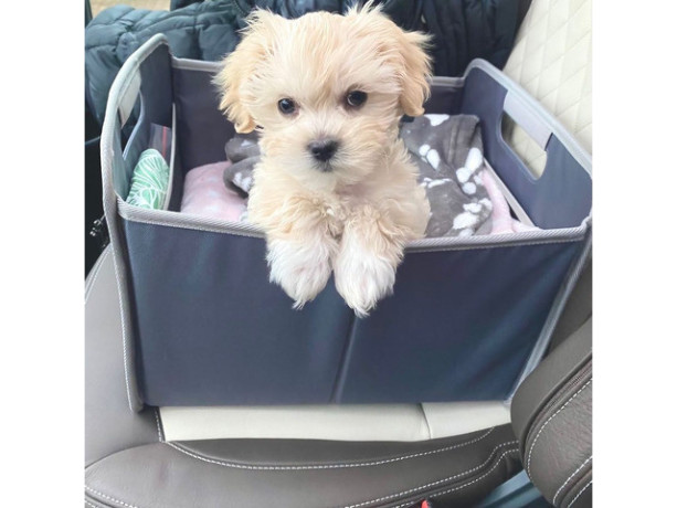 sweet-maltipoo-catei-crescuti-acasa-big-0