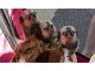 Maimuță marmoset afectuoasă de vânzare