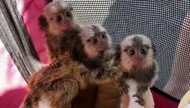 maimuta-marmoset-afectuoasa-de-vanzare-big-0