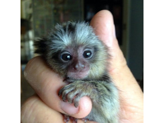 Frumoasă maimuță marmoset disponibilă
