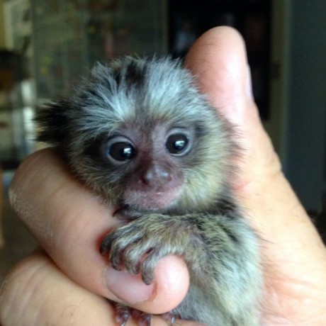 frumoasa-maimuta-marmoset-disponibila-big-0