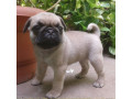 fermecator-pugmops-pentru-adoptia-de-craciun-small-0