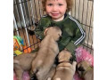 fermecator-pugmops-pentru-adoptia-de-craciun-small-1
