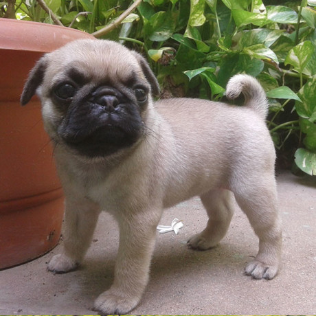 fermecator-pugmops-pentru-adoptia-de-craciun-big-0