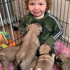 fermecator-pugmops-pentru-adoptia-de-craciun-big-1