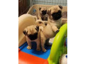 fantastic-pugmops-pentru-adoptia-de-craciun-small-0