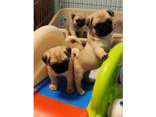 Fantastic Pug/Mops pentru adopția de Crăciun
