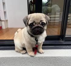 fantastic-pugmops-pentru-adoptia-de-craciun-big-1