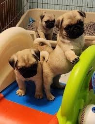 fantastic-pugmops-pentru-adoptia-de-craciun-big-0