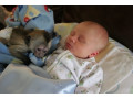 adorable-healthy-capuchin-monkeys-for-sale-small-1