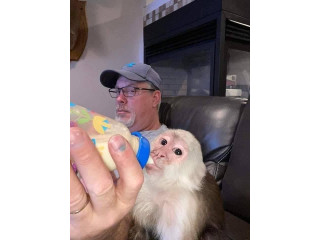 Capuchin Monkey Available