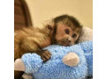 maimute-marmoset-mascul-si-femela-de-vanzare-small-0