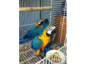 femela-macaw-albastru-si-auriu-de-vanzare-small-0