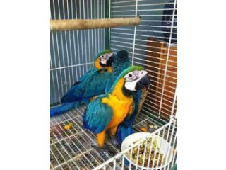 Femela Macaw albastru și auriu de vânzare