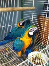 femela-macaw-albastru-si-auriu-de-vanzare-big-0