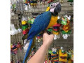 macau-albastru-si-auriu-de-vanzare-i-small-1