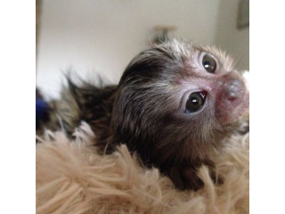 De vânzare bebeluși cu biberon de maimuță marmoset