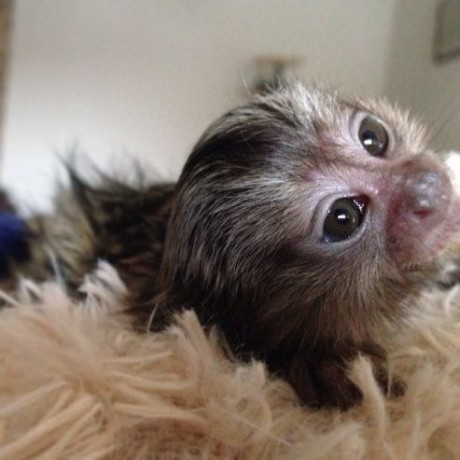 de-vanzare-bebelusi-cu-biberon-de-maimuta-marmoset-big-0