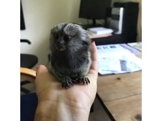 Sunt disponibile pui dulci de maimuță marmoset