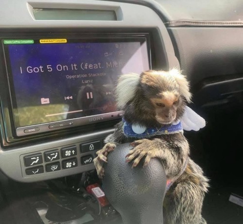 pui-de-maimute-marmoset-gata-sa-plece-cat-mai-curand-posibil-big-0