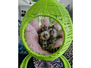 Masculi si femele maimute marmoset De Vanzare