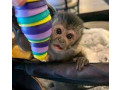 minunata-maimuta-capucina-pentru-adoptie-small-0
