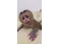maimuta-capucina-fermecatoare-disponibila-small-0