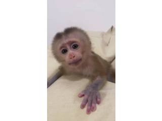 Maimuță capucină fermecătoare disponibilă