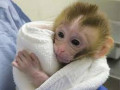mascul-si-femela-maimuta-capucina-pentru-adoptie-small-0