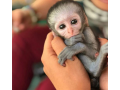 capuchin-monkeys-small-0
