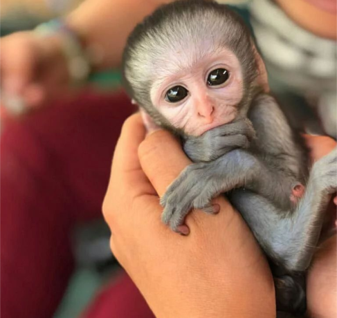capuchin-monkeys-big-0