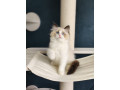 ragdoll-cat-small-0