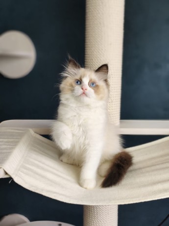 ragdoll-cat-big-0