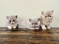 persian-kitten-small-0