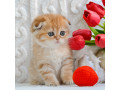 scottish-fold-small-0