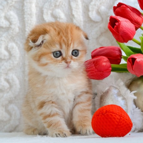 scottish-fold-big-0