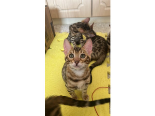 Bengal kittens
