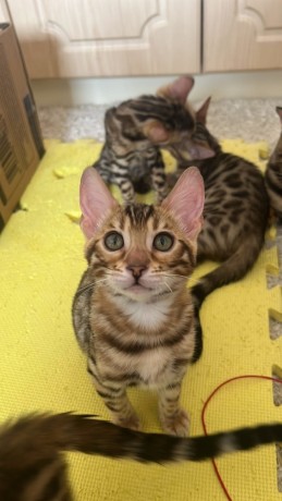 bengal-kittens-big-0