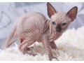 sphynx-kittens-small-0