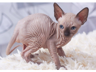 Sphynx kittens
