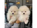 catelusi-de-pomeranian-minunati-de-vanzare-small-1