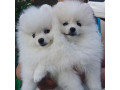 catelusi-de-pomeranian-minunati-de-vanzare-small-0