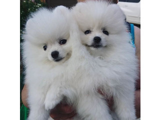 Cățeluși de pomeranian minunați de vânzare