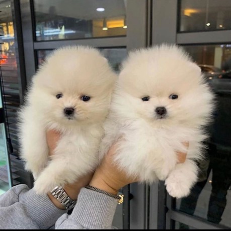 catelusi-de-pomeranian-minunati-de-vanzare-big-1