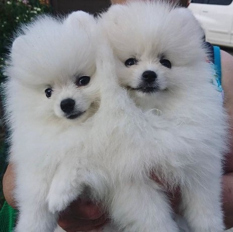 catelusi-de-pomeranian-minunati-de-vanzare-big-0