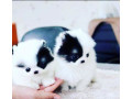 disponibili-catelusi-pomeranian-sanatosi-disponibili-small-0